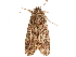  ( - CCDB-33185-A04)  @11 [ ] CreativeCommons - Attribution (2019) CBG Photography Group Centre for Biodiversity Genomics