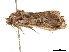  ( - CCDB-33185-A05)  @11 [ ] CreativeCommons - Attribution (2019) CBG Photography Group Centre for Biodiversity Genomics