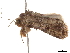  ( - CCDB-33185-A07)  @12 [ ] CreativeCommons - Attribution (2019) CBG Photography Group Centre for Biodiversity Genomics