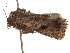  ( - CCDB-33185-A10)  @12 [ ] CreativeCommons - Attribution (2019) CBG Photography Group Centre for Biodiversity Genomics