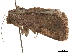  ( - CCDB-33185-A11)  @12 [ ] CreativeCommons - Attribution (2019) CBG Photography Group Centre for Biodiversity Genomics