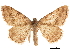  ( - CCDB-33185-B02)  @11 [ ] CreativeCommons - Attribution (2019) CBG Photography Group Centre for Biodiversity Genomics