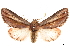  ( - CCDB-33185-D06)  @11 [ ] CreativeCommons - Attribution (2019) CBG Photography Group Centre for Biodiversity Genomics