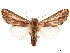 ( - CCDB-33185-D07)  @11 [ ] CreativeCommons - Attribution (2019) CBG Photography Group Centre for Biodiversity Genomics