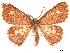 ( - CCDB-33185-G05)  @11 [ ] CreativeCommons - Attribution (2019) CBG Photography Group Centre for Biodiversity Genomics