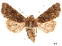 ( - CCDB-33185-G06)  @11 [ ] CreativeCommons - Attribution (2019) CBG Photography Group Centre for Biodiversity Genomics
