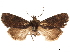  (Hyssia pleniptentia - CCDB-33185-H01)  @11 [ ] CreativeCommons - Attribution (2019) CBG Photography Group Centre for Biodiversity Genomics