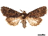  ( - CCDB-33185-H02)  @11 [ ] CreativeCommons - Attribution (2019) CBG Photography Group Centre for Biodiversity Genomics