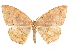  ( - CCDB-33185-H06)  @11 [ ] CreativeCommons - Attribution (2019) CBG Photography Group Centre for Biodiversity Genomics