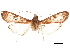  ( - CCDB-33189-A01)  @11 [ ] CreativeCommons - Attribution (2019) CBG Photography Group Centre for Biodiversity Genomics