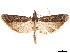  ( - CCDB-33189-B10)  @11 [ ] CreativeCommons - Attribution (2019) CBG Photography Group Centre for Biodiversity Genomics