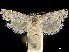  ( - CCDB-33189-D07)  @11 [ ] CreativeCommons - Attribution (2019) CBG Photography Group Centre for Biodiversity Genomics
