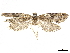  ( - CCDB-33189-E11)  @11 [ ] CreativeCommons - Attribution (2019) CBG Photography Group Centre for Biodiversity Genomics