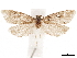  ( - CCDB-33189-E12)  @11 [ ] CreativeCommons - Attribution (2019) CBG Photography Group Centre for Biodiversity Genomics