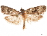  ( - CCDB-33189-F01)  @11 [ ] CreativeCommons - Attribution (2019) CBG Photography Group Centre for Biodiversity Genomics