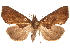  ( - CCDB-33189-G07)  @11 [ ] CreativeCommons - Attribution (2019) CBG Photography Group Centre for Biodiversity Genomics