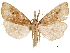  (Luceria cooki - CCDB-33189-G10)  @11 [ ] CreativeCommons - Attribution (2019) CBG Photography Group Centre for Biodiversity Genomics