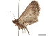  ( - CCDB-33189-H05)  @11 [ ] CreativeCommons - Attribution (2019) CBG Photography Group Centre for Biodiversity Genomics