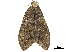  ( - CCDB-33189-H07)  @11 [ ] CreativeCommons - Attribution (2019) CBG Photography Group Centre for Biodiversity Genomics