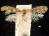  ( - CCDB-30824-B09)  @11 [ ] CreativeCommons - Attribution (2018) CBG Photography Group Centre for Biodiversity Genomics