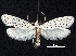  ( - CCDB-30824-D12)  @11 [ ] CreativeCommons - Attribution (2018) CBG Photography Group Centre for Biodiversity Genomics