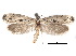  ( - CCDB-30824-E04)  @13 [ ] CreativeCommons - Attribution (2018) CBG Photography Group Centre for Biodiversity Genomics