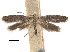  ( - CCDB-30824-E06)  @11 [ ] CreativeCommons - Attribution (2018) CBG Photography Group Centre for Biodiversity Genomics