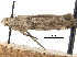  ( - CCDB-30824-E07)  @11 [ ] CreativeCommons - Attribution (2018) CBG Photography Group Centre for Biodiversity Genomics