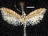  ( - CCDB-30824-F01)  @11 [ ] CreativeCommons - Attribution (2018) CBG Photography Group Centre for Biodiversity Genomics