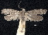  ( - CCDB-30824-F06)  @11 [ ] CreativeCommons - Attribution (2018) CBG Photography Group Centre for Biodiversity Genomics