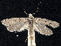  ( - CCDB-30824-F07)  @11 [ ] CreativeCommons - Attribution (2018) CBG Photography Group Centre for Biodiversity Genomics