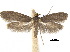  (Metanomeuta - CCDB-30824-F11)  @11 [ ] CreativeCommons - Attribution (2018) CBG Photography Group Centre for Biodiversity Genomics