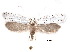  ( - CCDB-30825-A02)  @11 [ ] CreativeCommons - Attribution (2018) CBG Photography Group Centre for Biodiversity Genomics