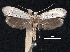  (Yponomeuta malinella - CCDB-30825-A05)  @11 [ ] CreativeCommons - Attribution (2018) CBG Photography Group Centre for Biodiversity Genomics