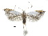  ( - CCDB-30825-E01)  @11 [ ] CreativeCommons - Attribution (2018) CBG Photography Group Centre for Biodiversity Genomics