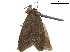  ( - CCDB-24712-A12)  @11 [ ] CreativeCommons - Attribution (2019) CBG Photography Group Centre for Biodiversity Genomics
