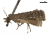  ( - CCDB-24712-A12)  @11 [ ] CreativeCommons - Attribution (2019) CBG Photography Group Centre for Biodiversity Genomics