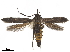  ( - CCDB-24712-B07)  @11 [ ] CreativeCommons - Attribution (2019) CBG Photography Group Centre for Biodiversity Genomics