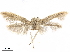  ( - CCDB-24712-C06)  @13 [ ] CreativeCommons - Attribution (2019) CBG Photography Group Centre for Biodiversity Genomics
