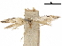  ( - CCDB-24712-G10)  @11 [ ] CreativeCommons - Attribution (2019) CBG Photography Group Centre for Biodiversity Genomics