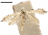  ( - CCDB-24712-G11)  @11 [ ] CreativeCommons - Attribution (2019) CBG Photography Group Centre for Biodiversity Genomics
