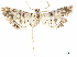  ( - CCDB-24712-H10)  @11 [ ] CreativeCommons - Attribution (2019) CBG Photography Group Centre for Biodiversity Genomics