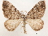  ( - CCDB-33581-B10)  @14 [ ] CreativeCommons - Attribution (2019) CBG Photography Group Centre for Biodiversity Genomics
