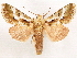 ( - CCDB-33581-C06)  @11 [ ] CreativeCommons - Attribution (2019) CBG Photography Group Centre for Biodiversity Genomics