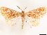 ( - CCDB-33581-G05)  @11 [ ] CreativeCommons - Attribution (2019) CBG Photography Group Centre for Biodiversity Genomics
