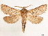  (Antihepialus - CCDB-33581-H06)  @11 [ ] CreativeCommons - Attribution (2019) CBG Photography Group Centre for Biodiversity Genomics