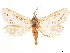  (Eudalaca orthocosma - CCDB-33581-H08)  @11 [ ] CreativeCommons - Attribution (2019) CBG Photography Group Centre for Biodiversity Genomics