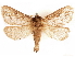  (Eudalaca infumata - CCDB-33581-H11)  @11 [ ] CreativeCommons - Attribution (2019) CBG Photography Group Centre for Biodiversity Genomics