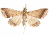  ( - CCDB-33582-C07)  @11 [ ] CreativeCommons - Attribution (2019) CBG Photography Group Centre for Biodiversity Genomics