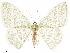  ( - CCDB-33582-F12)  @11 [ ] CreativeCommons - Attribution (2019) CBG Photography Group Centre for Biodiversity Genomics